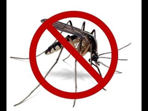 Mosquito control service