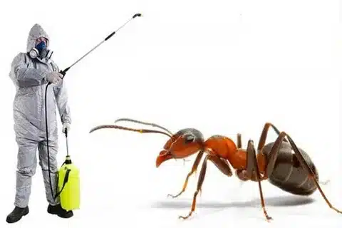 Ant control service