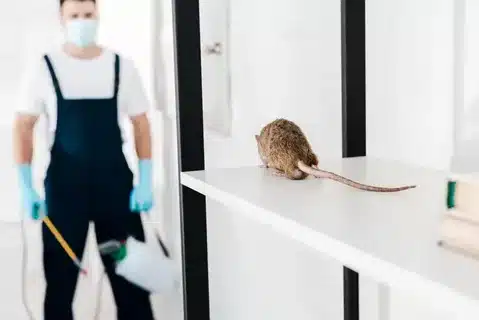 Rodent control service