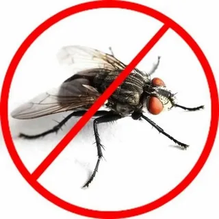 Fly control service