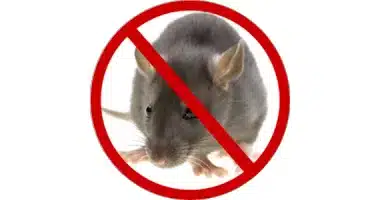 Rat control service