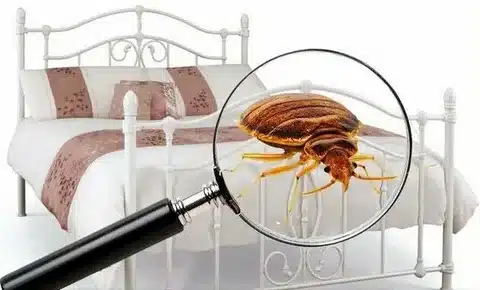 Bed bug control service