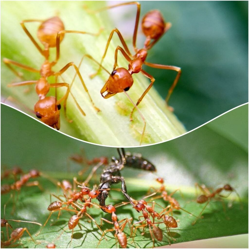 Ant Control Services