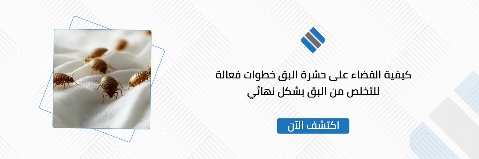 كيفية القضاء على حشرة البق خطوات فعالة للتخلص من البق بشكل نهائي