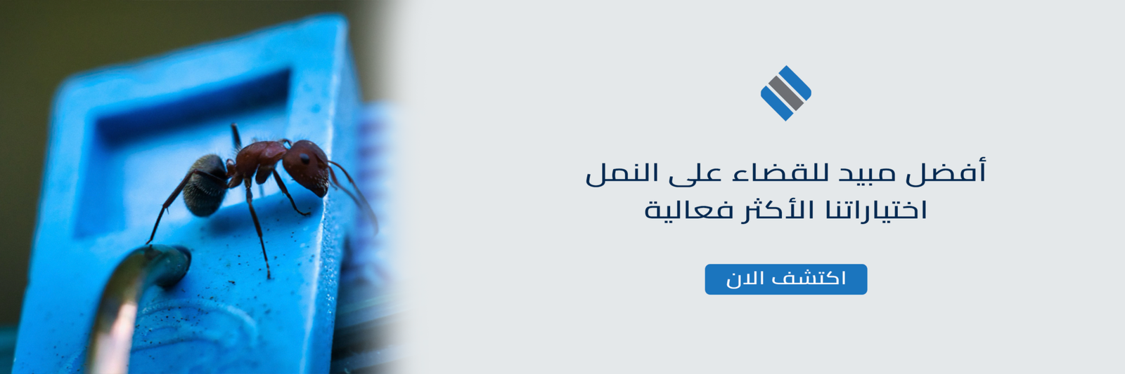 أفضل مبيد للقضاء على النمل اختياراتنا الأكثر فعالية