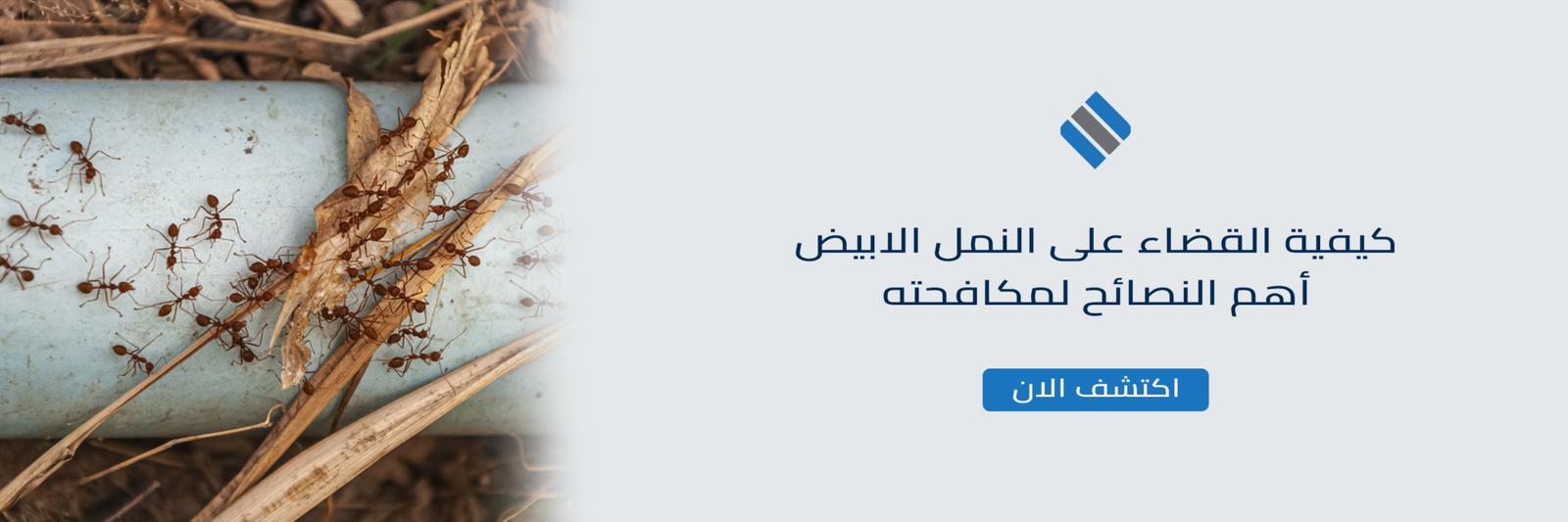 كيفية القضاء على النمل الابيض أهم النصائح لمكافحته